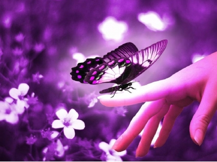 Purple_Butterfly_on_Hand